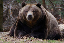 Ours-brun-grizzly-fiche-animaux-animal-fact-grizzly-bear
