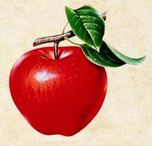 Manzana