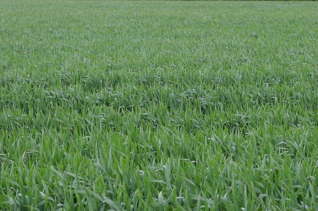 File:Grassy field in the wind.jpg