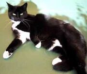 Black-and-white-Stella