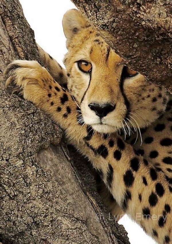 380ccf9d51fca4285609b16cf1e1ca7c--kruger-national-park-national-parks