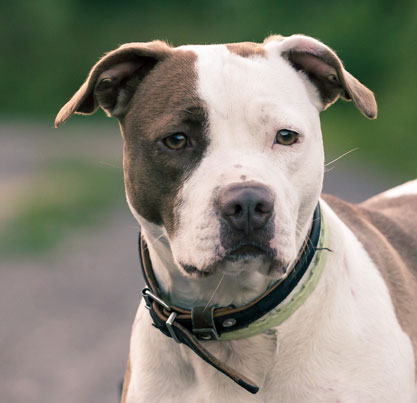 image american pitbull terrier dog jpg lakewood academy