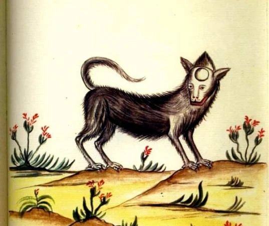 Carbunclo Wikia Mitología Chilena Fandom