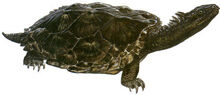 Proganochelys quenstedti