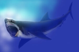 Carcharocles megalodon