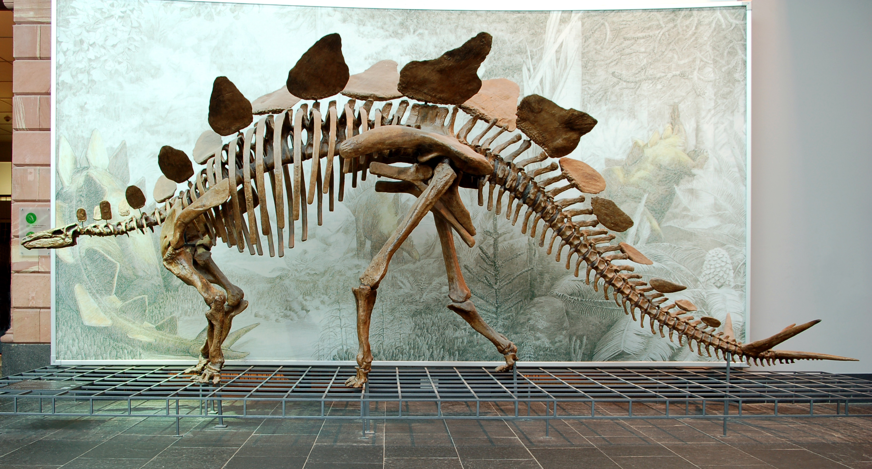 stegosaurus land before time wiki fandom powered by wikia