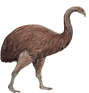 Moa