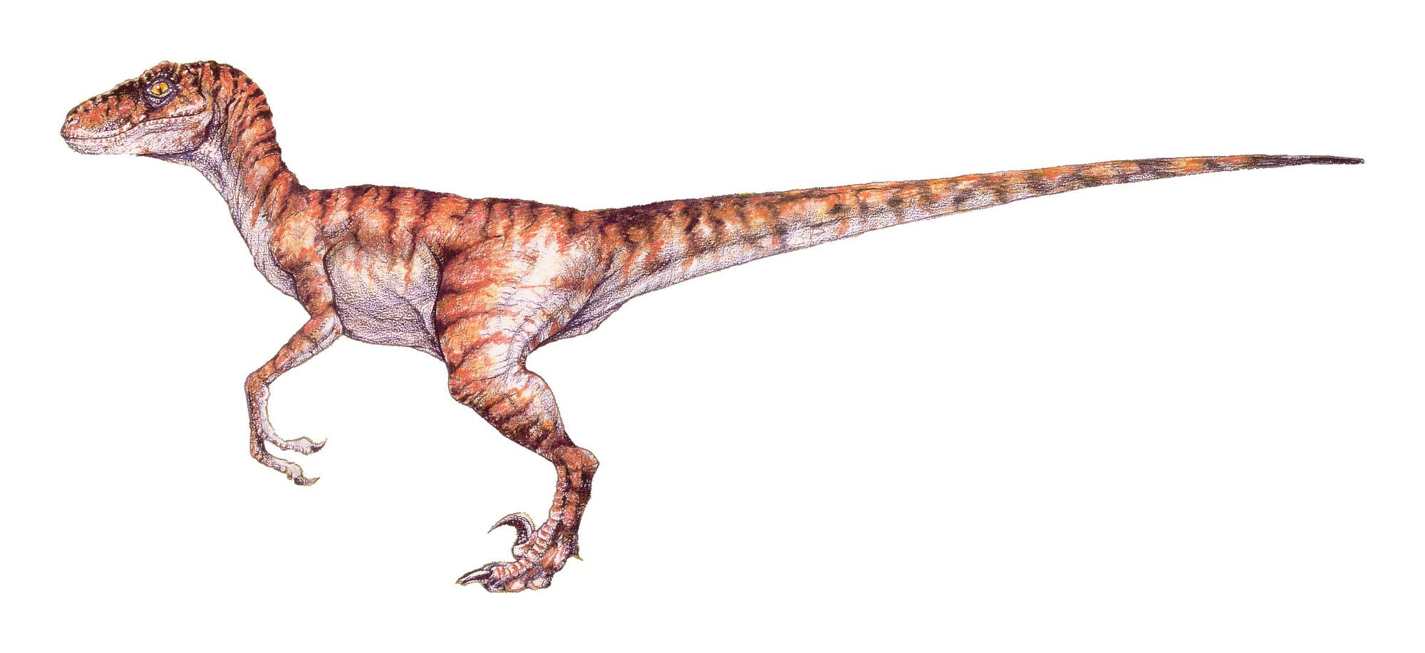 velociraptor english