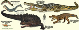 CrocodylomorphModels