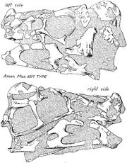 Oviraptor skull