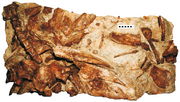 Hylaeosaurus armatus