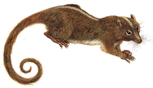 Ptilodus