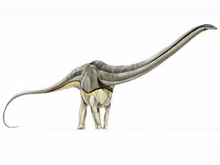 supersaurus fossil