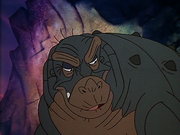 Rooter grumpy