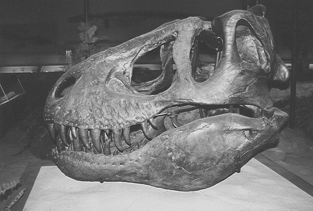 File:Trex skull.gif