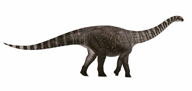 Rhoetosaurus