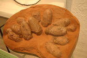 Oviraptor philoceratops nest AMNH FR 6508