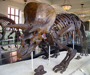 triceratops from land before time