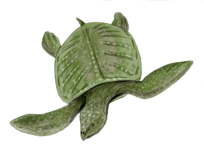 archelon land before time wiki fandom powered by wikia archelon size