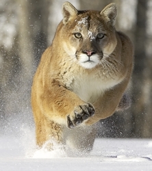 puma wikipedia animal