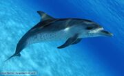Dolphin