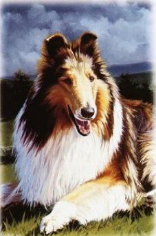 wikipedia lassie