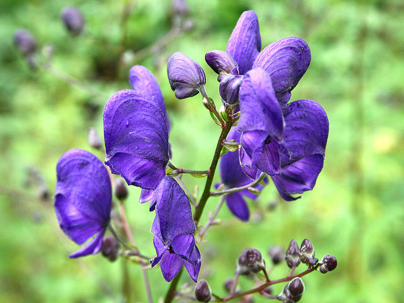 does wolfsbane cause heart attack does wolfsbane cause heart attack
