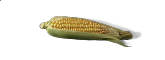 QCornCob