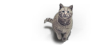 QDustCat