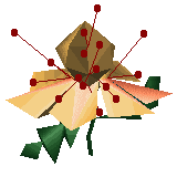 Balsamine Impatiente