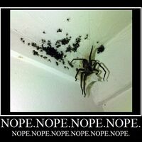 Nope Spider Learn Your Meme Wikia Fandom