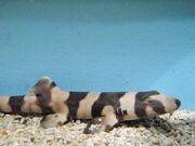 Babyshark