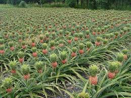Ananas land