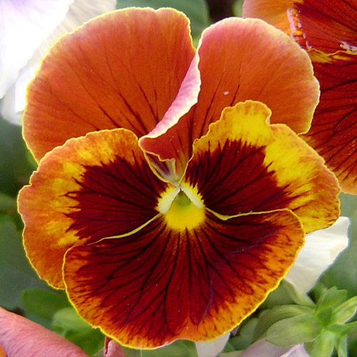 Image - Orange pansy.jpg | Leeds ACWW Wiki | FANDOM powered by Wikia