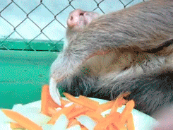 Left-handed-sloth