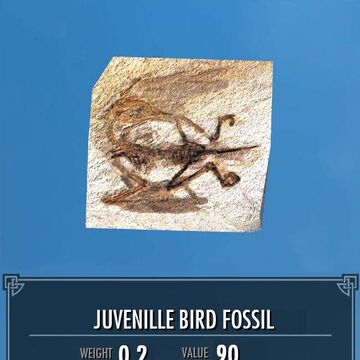 Juvenile Bird Fossil Legacy Of The Dragonborn Fandom