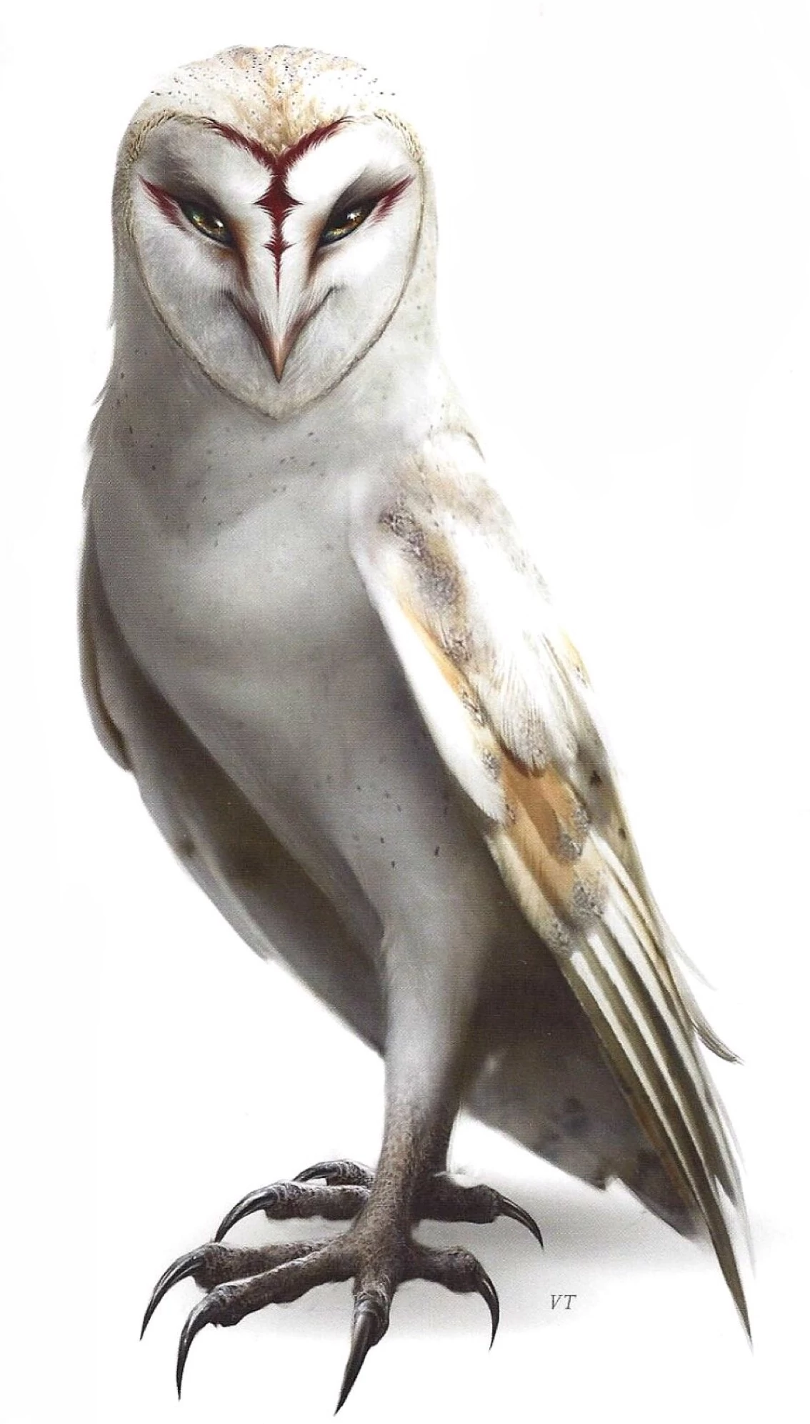 Nyra | Legend of the Guardians owls of Gahoole Wiki | Fandom