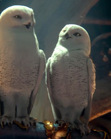 Snowy Owl | Legend of the Guardians owls of Gahoole Wiki | Fandom