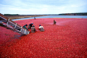 Cranberrys beim Ernten