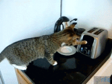 Cat-Scared-By-Toaster