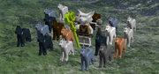 Alpha Wolf with pack