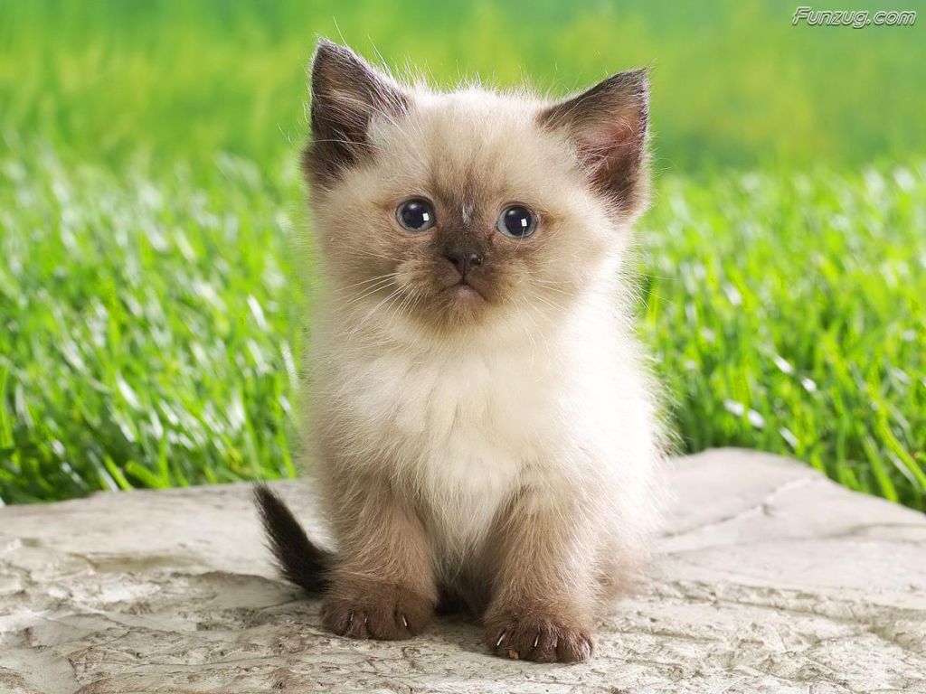 image cute cats 30 jpg lego message boards wiki fandom powered
