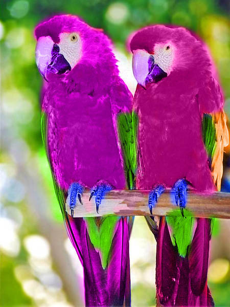 image macaws jpg lego message boards wiki fandom powered by wikia
