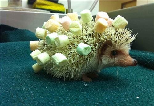 image porcupine marshmallows jpeg lego message boards wiki porcupine size