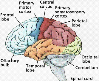 Cerebrum 1