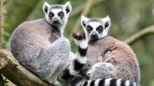 Lemur