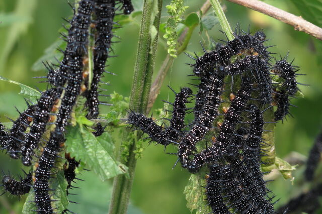 Файл:Caterpillar of European Peacock.jpg