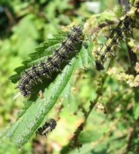 KleinerFuchs(Raupe)