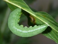 Gonepteryx rhamni - pupa 01 (HS)