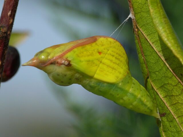 Файл:Gonepteryx rhamni - pupa 04 (HS).jpg